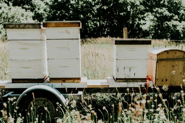 earthwise farm