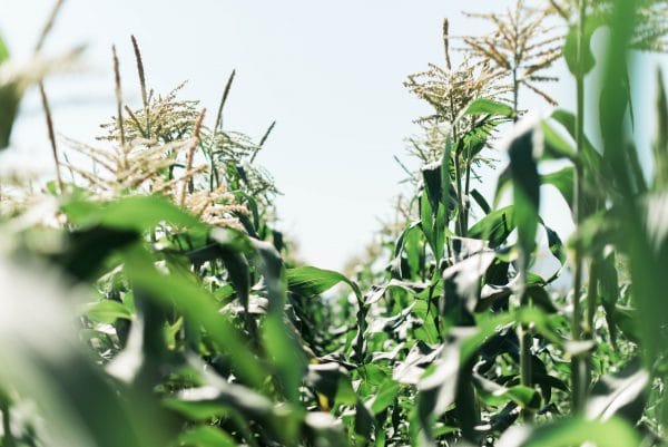 Sparkes Corn field