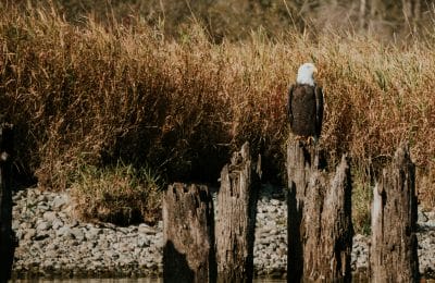 Harrison river eagle tour (11)