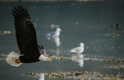Eagleatharrisonmillslong