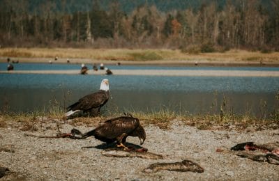 Harrison river eagle tour (19)