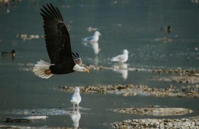 Eaglecover copy