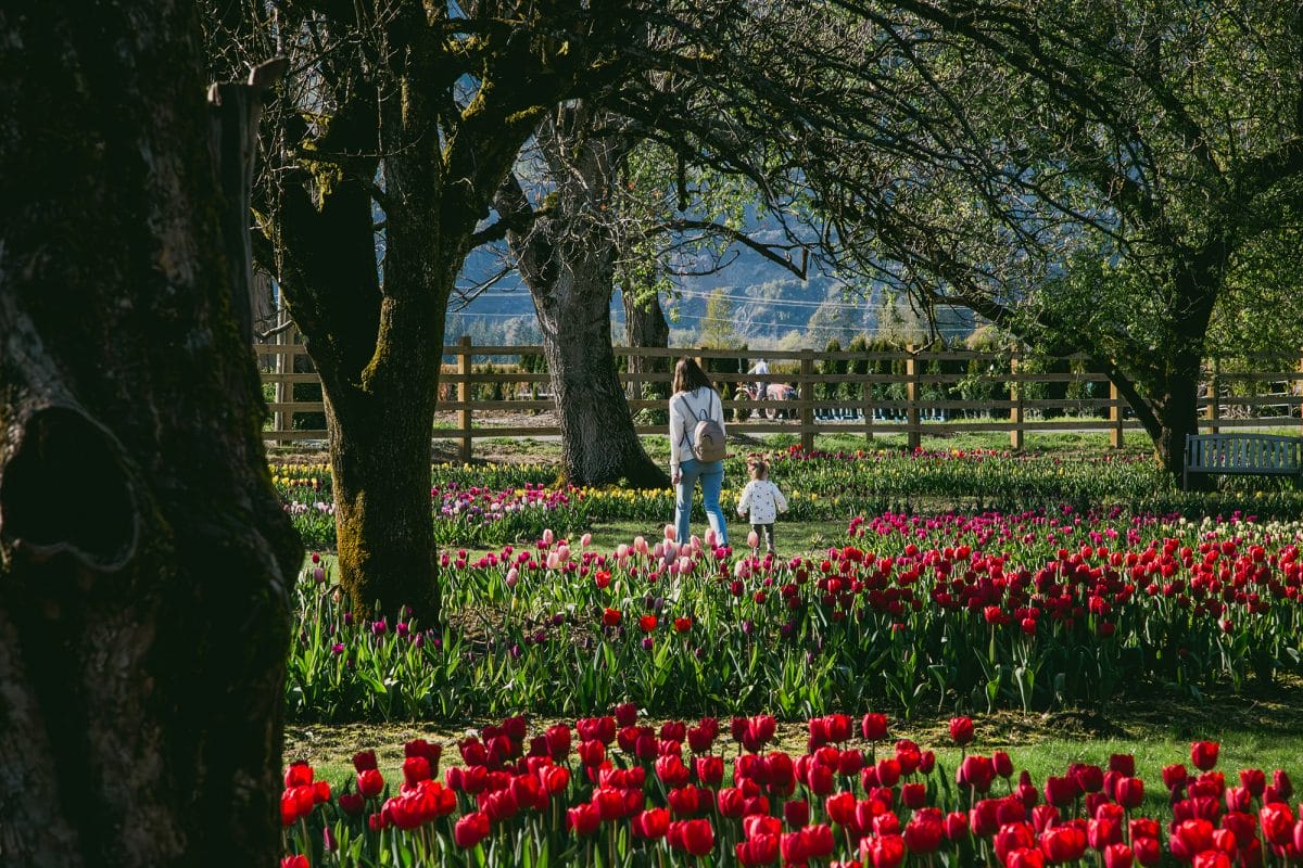 Tulip Display Garden