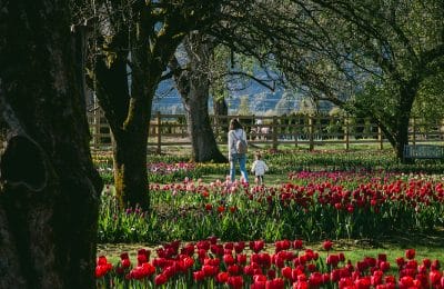 Tulip Display Garden