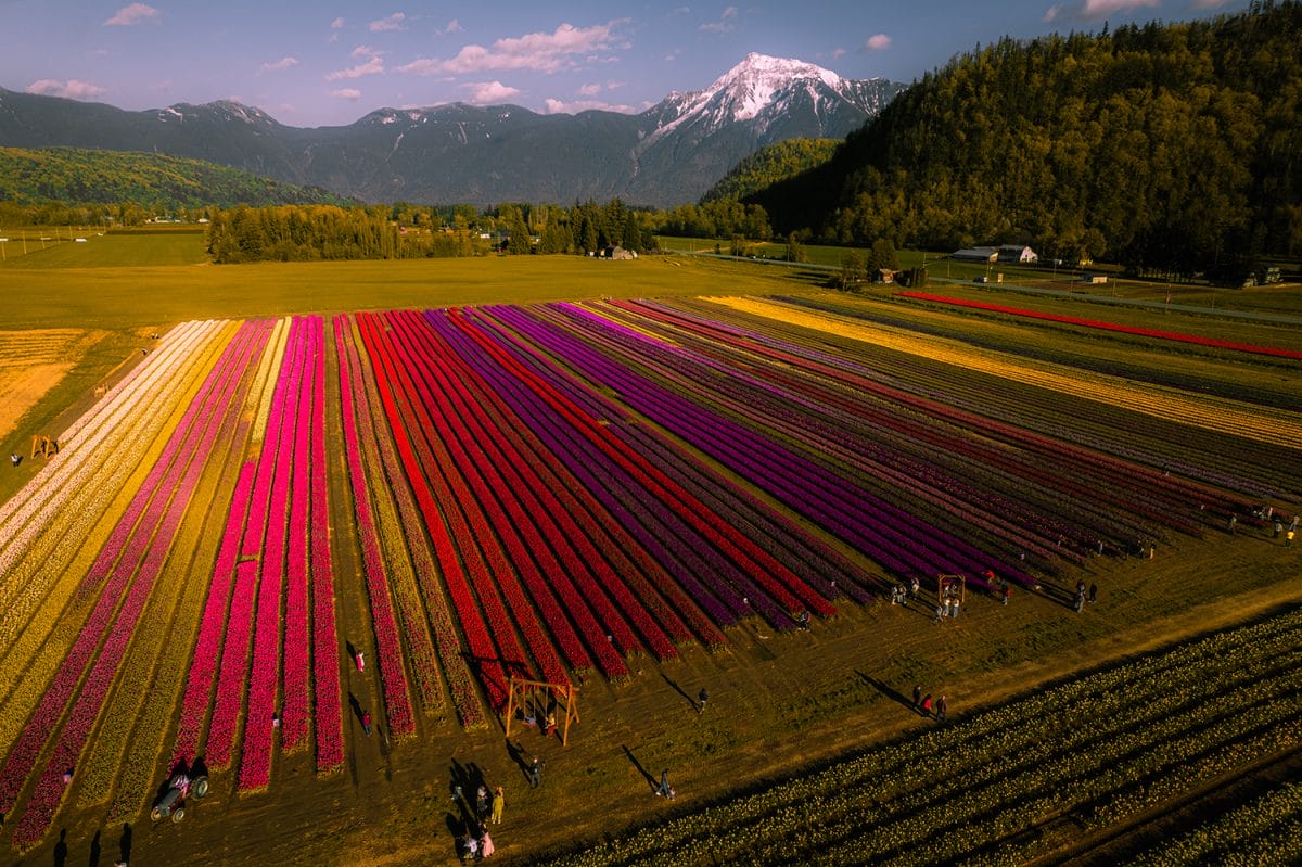 Harrison Tulip Fest