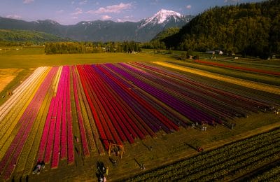 Harrison Tulip Fest
