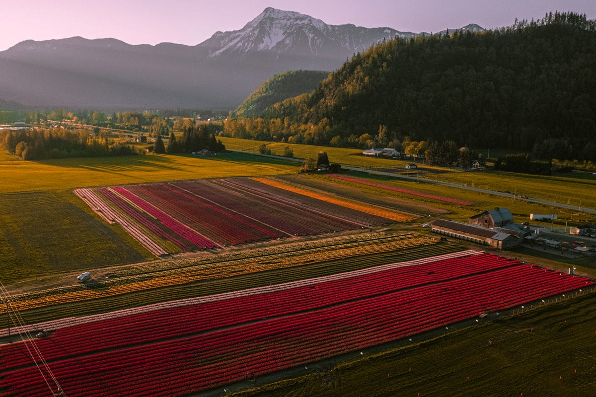 Harrison Tulip Fest