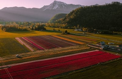 Harrison Tulip Fest